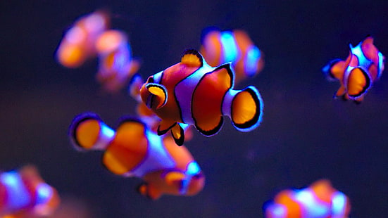 clownfish, macro photography, fish, close up, underwater, fishes, tropical fish, HD wallpaper HD wallpaper