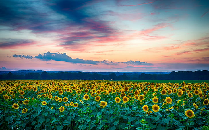 Bunga matahari, bidang, musim panas, bidang bunga matahari kuning, bunga matahari, bidang, Malam, Matahari Terbenam, awan, musim panas, Alam, pemandangan, Wallpaper HD