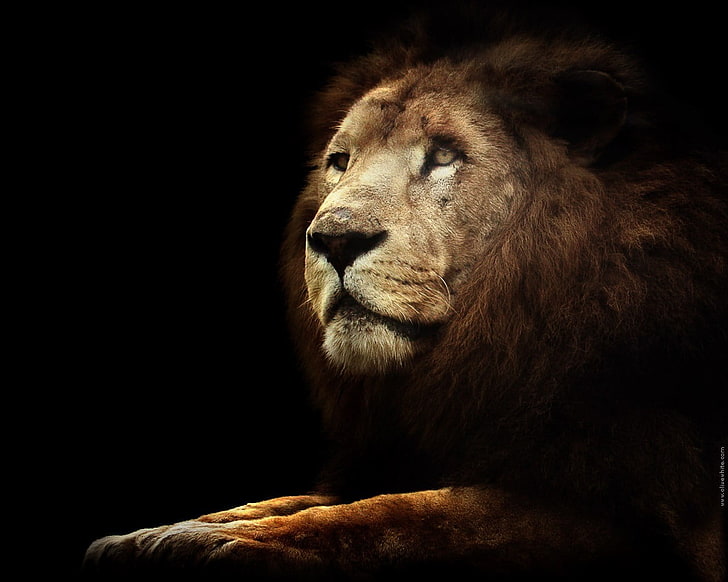 brown lion, lion, animals, big cats, HD wallpaper