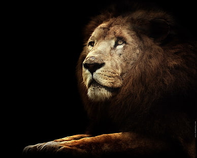 茶色のライオン、ライオン、動物、大きな猫、 HDデスクトップの壁紙 HD wallpaper
