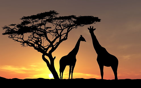 silhouette de girafe à côté de l'arbre, nature, paysage, animaux, arbres, coucher de soleil, silhouette, Afrique, girafes, nuages, Fond d'écran HD HD wallpaper