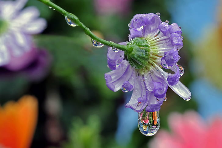 лилаво оцветено цвете с капка вода, голям, лилаво, цвете, капка вода, макро, пречупване, капка вода, природа, растение, близък план, венчелистче, HD тапет