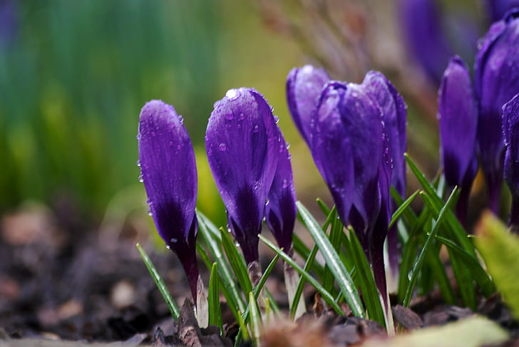 shallow focus photography of purple Crocus flowers, Purple, shallow focus, photography, Crocus, flowers, Macro, Close-up, Morning Dew, Colors, Kings Langley, Apsley, Dad, Garden, Sony  A100, Sigma  70, Clottey, nature, flower, plant, springtime, season, HD wallpaper