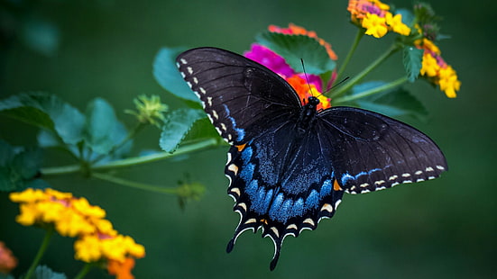 животные, бабочка, фотография, макро, макро фотография, бабочка монарх, живая природа, HD обои HD wallpaper