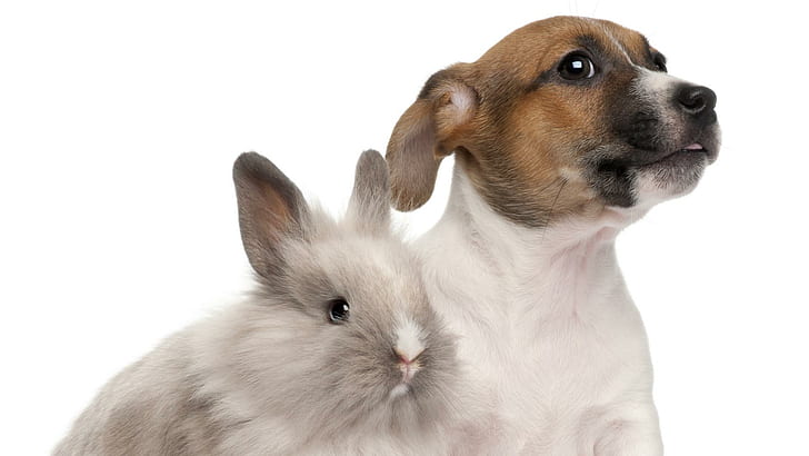 My Loved Pets..., rabbit, bunny, love, puppy, friend, animals, HD wallpaper