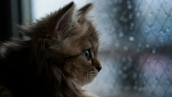 кошка котята животные природа профиль лицо крупным планом ребенок животные окно бен тороде, HD обои