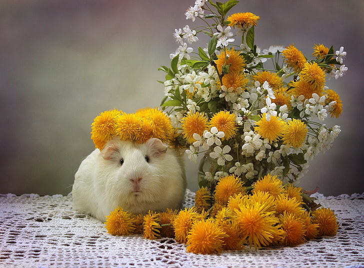flowers, Guinea pig, dandelions, wreath, HD wallpaper