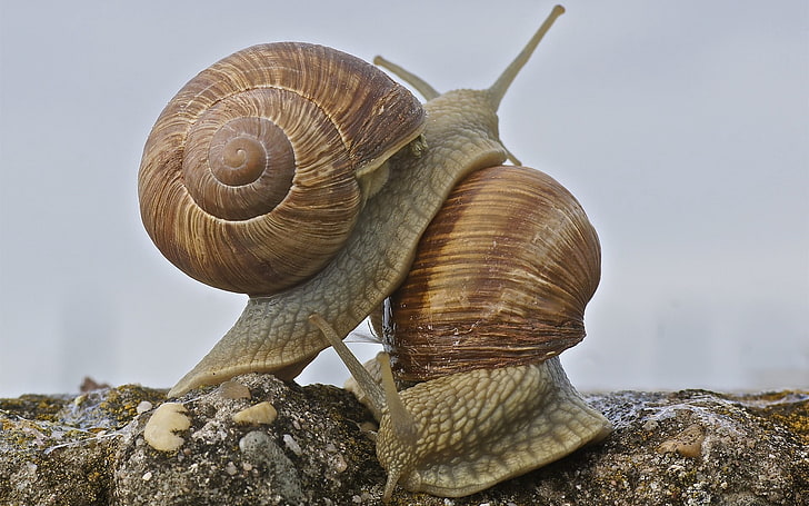 two brown snails, snail, antennae, shell, HD wallpaper