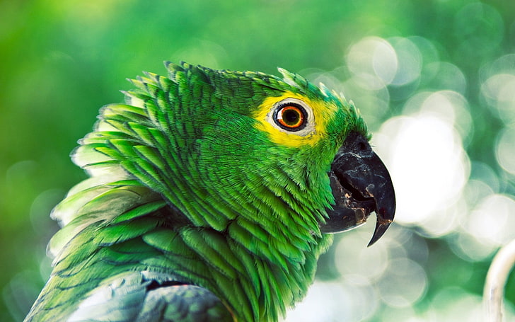 grön papegoja, papegoja, djur, fåglar, HD tapet