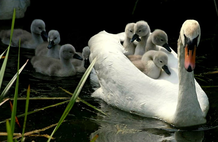 Majesty Afloat, water, reeds, cignets, mother swan, swan, baby swans, animals, HD wallpaper