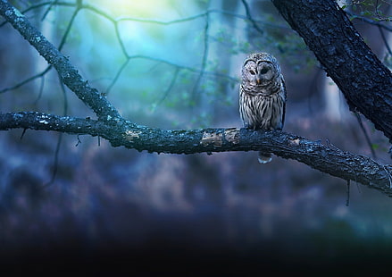 owl, birds, forest, hd, photography, HD wallpaper HD wallpaper