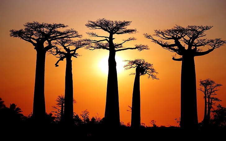 Muchos baobabs, puesta de sol, Morondava, Madagascar, Muchos, Baobabs, puesta de sol, Morondava, Madagascar, Fondo de pantalla HD