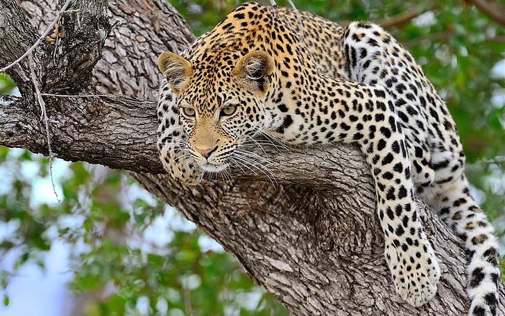léopard brun, léopard, arbre, s'allonger, prédateur, Fond d'écran HD