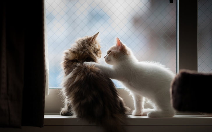 två vita och bruna pälskatter som sitter framför spegeln, djur, katt, HD tapet