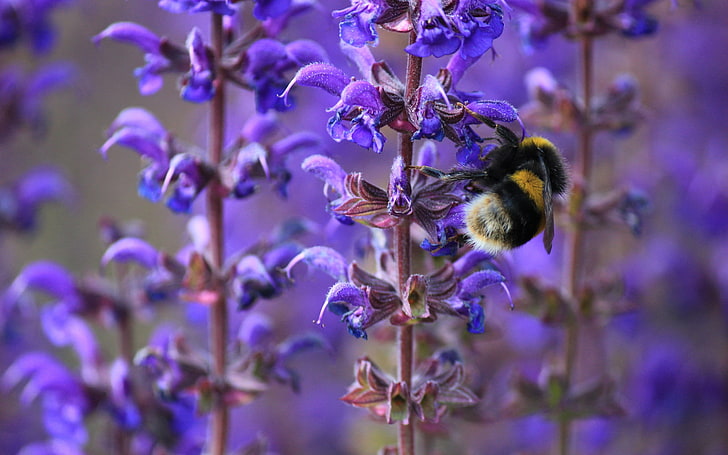 ape gialla e nera e fiori viola raggruppati, calabrone, ape, insetto, viola, fiori, macro, primavera, Sfondo HD