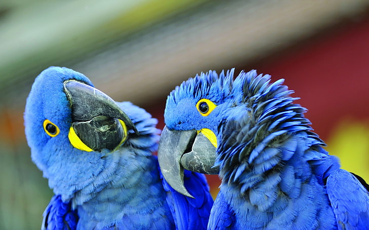 zwei Hyazinthenaras, Papagei, Schnabel, ein Paar, HD-Hintergrundbild