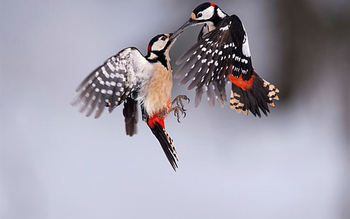 Great spotted woodpecker, two birds, Great, Spotted, Woodpecker, Two, Birds, HD wallpaper HD wallpaper