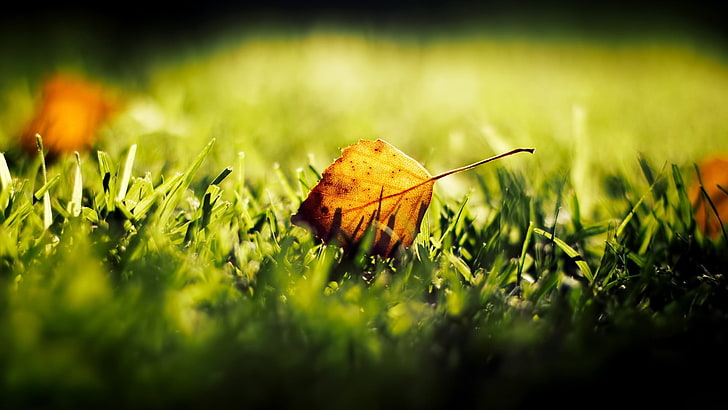 коричневый лист и зеленая трава, мелкий фокус фотография оранжевого листа на зеленой траве, листья, трава, макро, растения, природа, HD обои