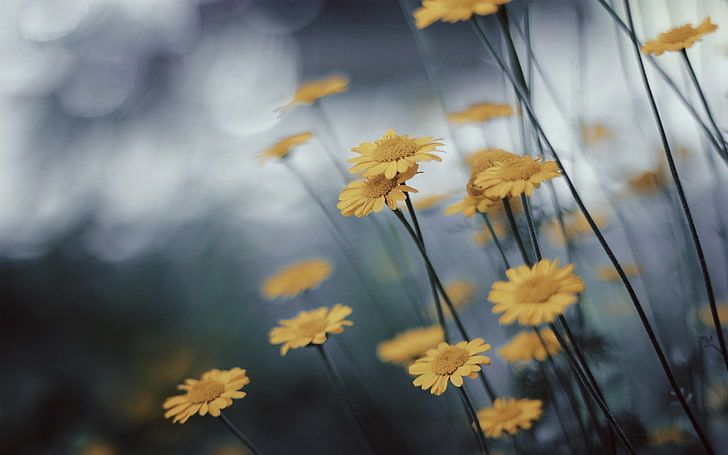 fiori, fiore giallo, macro, Sfondo HD