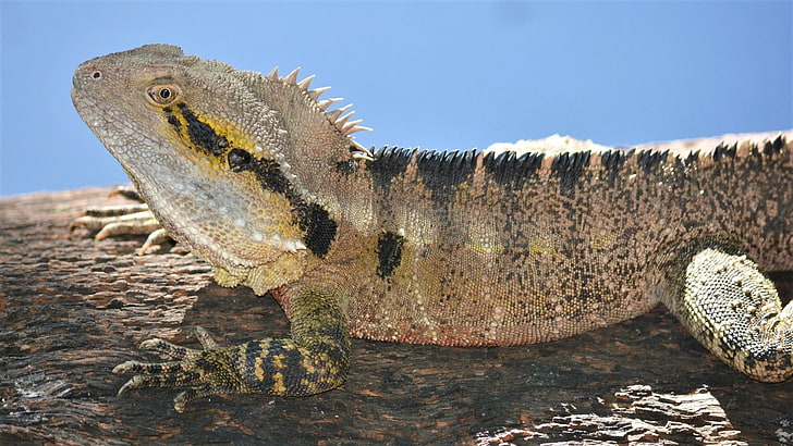 Reptiles, Water Dragon, Close-Up, Eastern Water Dragon, Lizard, Reptile, HD wallpaper