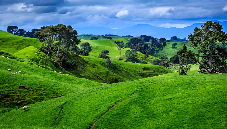 ilustrasi bidang rumput hijau dan daun hijau, awan, pohon, gunung, lapangan, Selandia Baru, padang rumput, Wallpaper HD