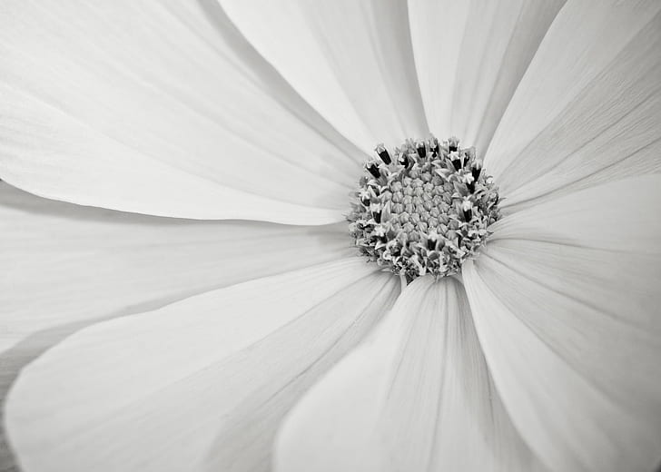grayscale of sunflower, flower, Cosmos, flower, bw, grayscale, sunflower, sunshine, sunlight, high key, stamens, petals, daisy, Summicron, f/2.0, DR, summer, garden, radial, radiant, rays, texture, close-up, macro, purity, bright, HD wallpaper