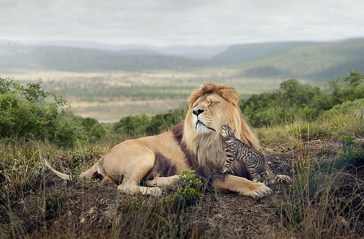 trawa, duże koty, lew, Afryka, przyroda, krajobraz, przytulanie, oceloty, kot, wzgórza, Tapety HD