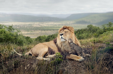 草、大きな猫、ライオン、アフリカ、自然、風景、ハグ、オセロット、猫、丘、 HDデスクトップの壁紙 HD wallpaper
