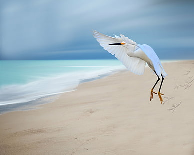 zdjęcie flaminga białego nad brzegiem morza, czapla biała, czapla biała, zdjęcie, flaming, czapla biała, czapla biała, czapla biała, piękny, niebieski ptak, plaża, na zewnątrz, ocean, głębia ostrości, piasek, woda, John Howard, obiektyw zmiennoogniskowy , nikon D5300, ptak, natura, morze, mewa, zwierzę, latający, biały, Tapety HD HD wallpaper