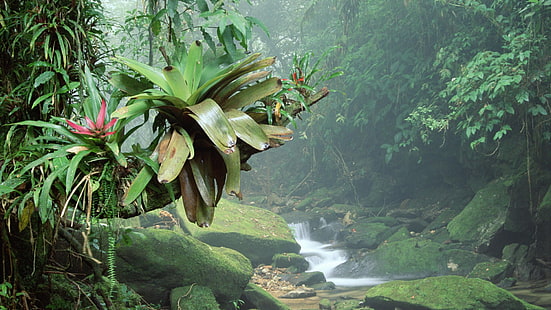 نبات ذو أوراق خضراء ، طبيعة ، منظر طبيعي ، أشجار ، غابة ، غابة مطيرة ، غابة ، البرازيل ، نباتات ، تيار ، ماء ، أحجار ، طحلب ، فرع ، أوراق ، تعرض طويل، خلفية HD HD wallpaper