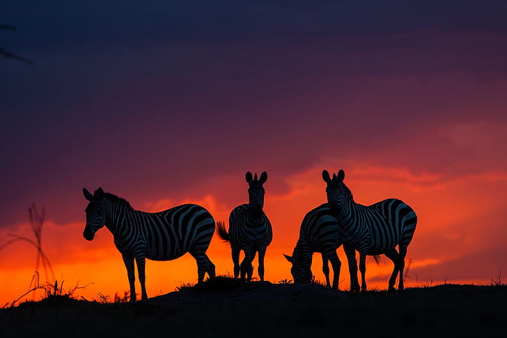 puesta de sol, sabana, África, cebra, Fondo de pantalla HD