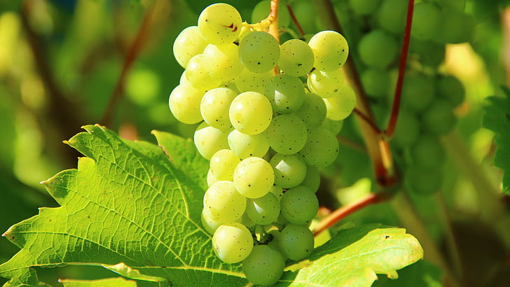 druvor, frukt, druvor, vinrankor, vitis, vingård, jordbruk, mat, vinodling, viti, HD tapet