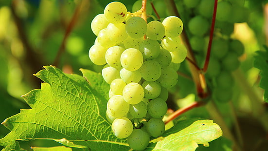 grapes, fruit, grape, grapevine, vitis, vineyard, agriculture, food, viticulture, viti, HD wallpaper HD wallpaper