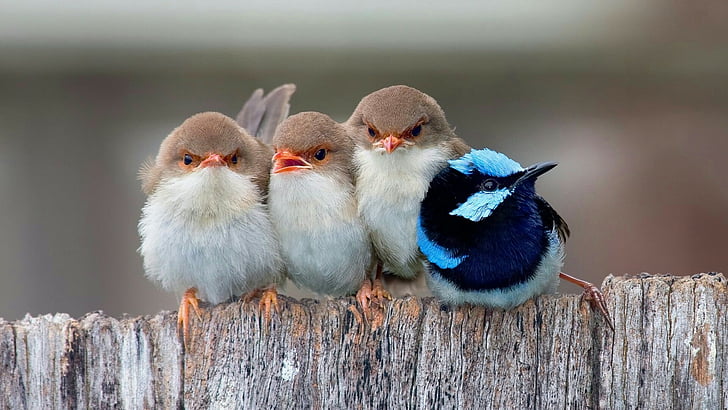 birds, bird, cute, fuzzy, little bird, huddle, HD wallpaper