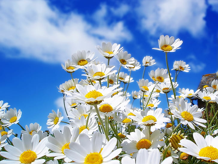 ดอกไม้, เดซี่, ท้องฟ้า, ดอกไม้สีขาว, วอลล์เปเปอร์ HD