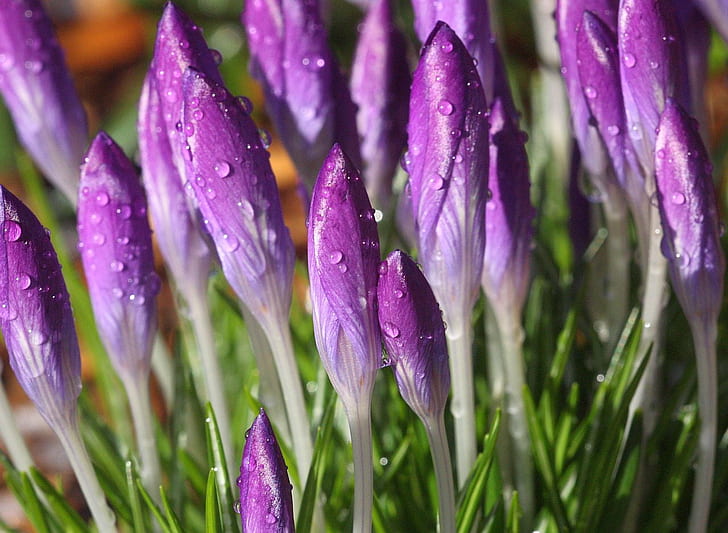 Fotografía de lente macro de flores púrpuras, después de la nieve, lente macro, fotografía, púrpura, flores, luz solar, floral, primavera, naturaleza, planta, flor, tulipán, primavera, primer plano, temporada, azafrán, belleza de la naturaleza, Fondo de pantalla HD