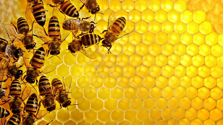 Пчелы, геометрия, шестиугольник, Улей, мед, насекомое, природа, узор, текстура, желтый, HD обои