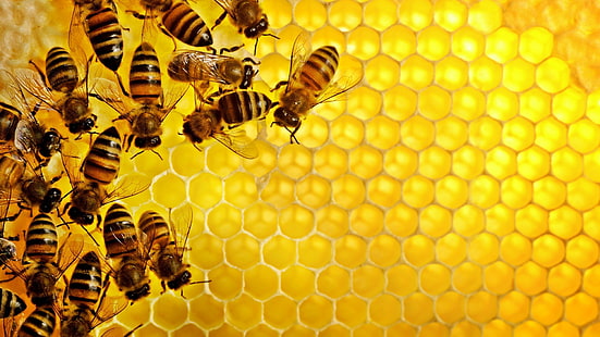 Bees, geometry, hexagon, Hive, honey, insect, nature, pattern, Texture, yellow, HD wallpaper HD wallpaper