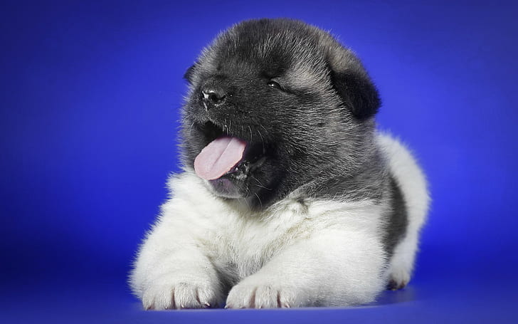Puppy, Yawning, Tongue, Spotted, HD wallpaper