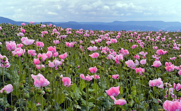 champ de fleurs de pavot rose, coquelicots, rose, prairie, ciel, horizon, Fond d'écran HD
