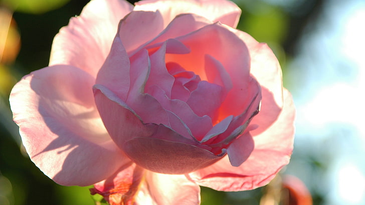 flower-pink-shine-soft-rose-sun, HD wallpaper