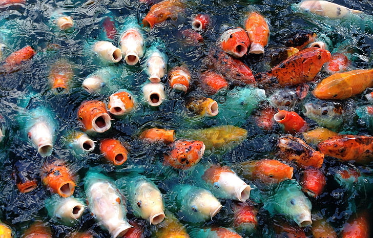 school of fish digital wallpaper, animals, carp, fish, koi, HD wallpaper
