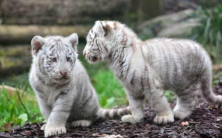 حيوانات النمور البيضاء حيوانات طفل النمر، خلفية HD