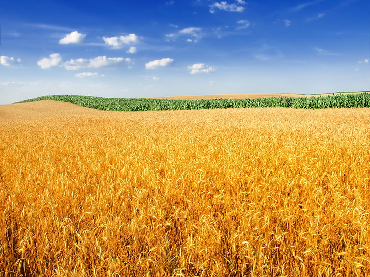 4K, ферма, пейзаж, култура, пшенично поле, HD тапет