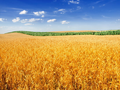 4K, granja, paisaje, cultivo, campo de trigo, Fondo de pantalla HD HD wallpaper