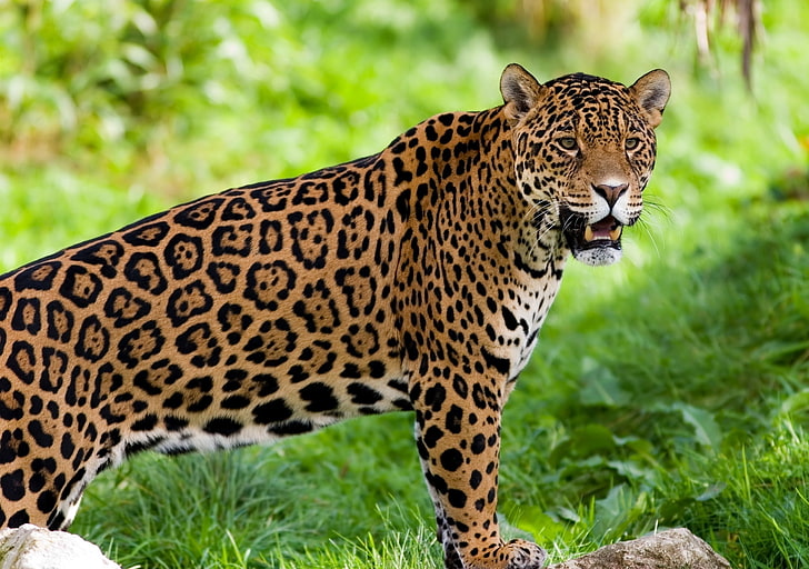 adult jaguar, jaguar, wild cat, predator, HD wallpaper