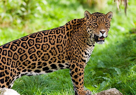 dorosły jaguar, jaguar, dziki kot, drapieżnik, Tapety HD HD wallpaper