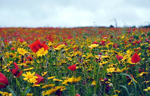 Макове, цветя, поле, лято, настроение, HD тапет HD wallpaper