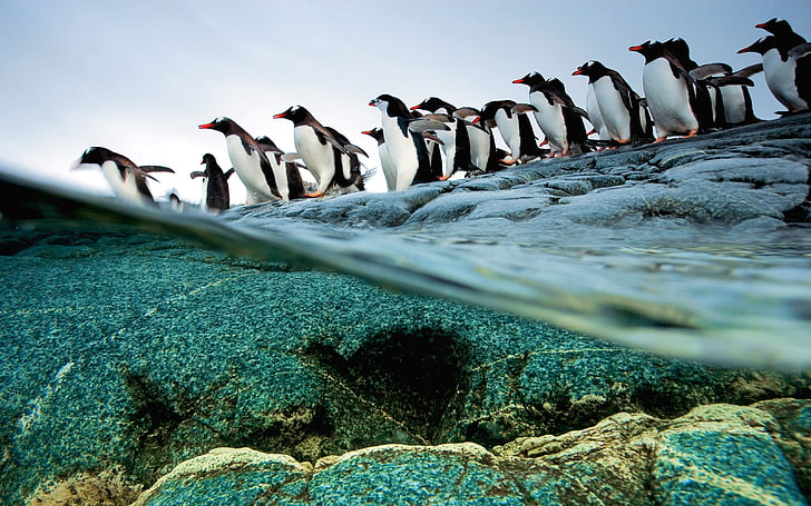 weißes und schwarzes Betongebäude, Pinguine, Vögel, Felsen, Wasser, geteilte Ansicht, Tiere, HD-Hintergrundbild