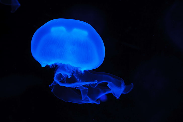 animal, blue, dark, glowing, hd, jellyfish, underwater, HD wallpaper